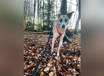 PALOMA wartet in 41379 Brüggen PALOMA wartet in 41379 Brüggen