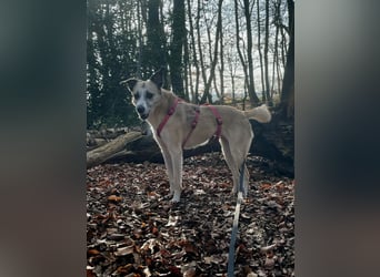 PALOMA wartet in 41379 Brüggen PALOMA wartet in 41379 Brüggen