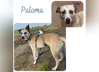 PALOMA wartet in 41379 Brüggen PALOMA wartet in 41379 Brüggen