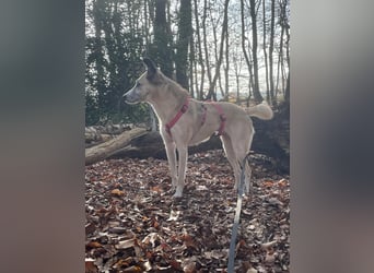 PALOMA wartet in 41379 Brüggen PALOMA wartet in 41379 Brüggen