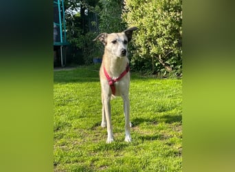 PALOMA wartet in 41379 Brüggen PALOMA wartet in 41379 Brüggen