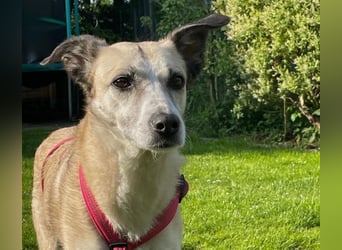 PALOMA wartet in 41379 Brüggen PALOMA wartet in 41379 Brüggen