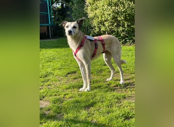 PALOMA wartet in 41379 Brüggen PALOMA wartet in 41379 Brüggen