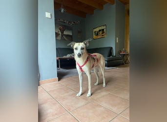 PALOMA wartet in 41379 Brüggen PALOMA wartet in 41379 Brüggen