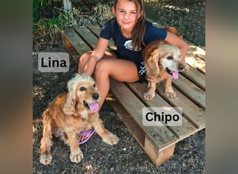 Chipo