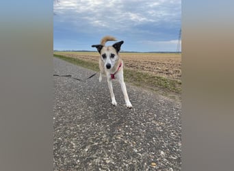 PALOMA wartet in 41379 Brüggen PALOMA wartet in 41379 Brüggen