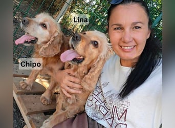 Chipo