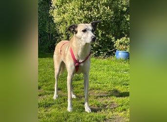 PALOMA wartet in 41379 Brüggen PALOMA wartet in 41379 Brüggen