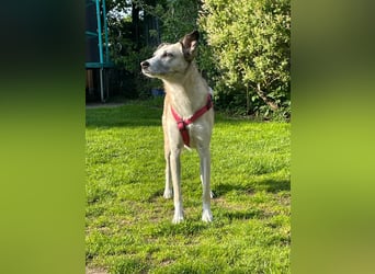 PALOMA wartet in 41379 Brüggen PALOMA wartet in 41379 Brüggen