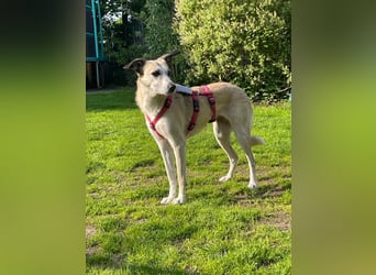 PALOMA wartet in 41379 Brüggen PALOMA wartet in 41379 Brüggen