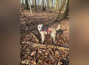 PALOMA wartet in 41379 Brüggen PALOMA wartet in 41379 Brüggen