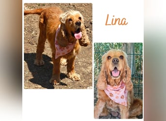 Lina