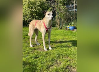 PALOMA wartet in 41379 Brüggen PALOMA wartet in 41379 Brüggen