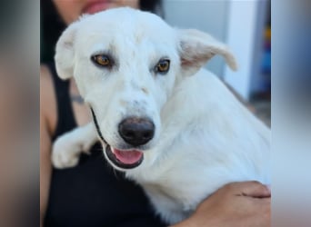 Helga - Zuckerschnute sucht Zuhause