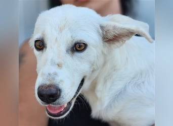 Helga - Zuckerschnute sucht Zuhause