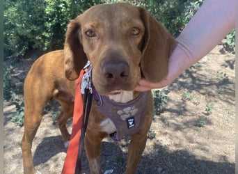 Rina - zauberhafte Hündin