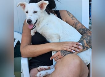 Helga - Zuckerschnute sucht Zuhause