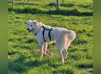 Helga - Zuckerschnute sucht Zuhause