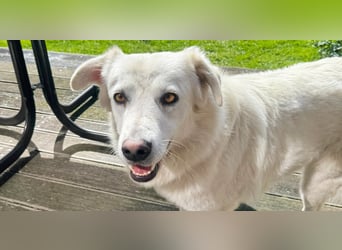 Helga - Zuckerschnute sucht Zuhause