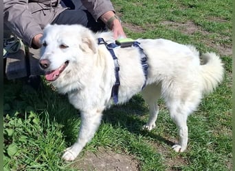 Helga - Zuckerschnute sucht Zuhause