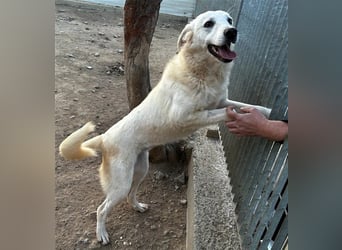 Helga - Zuckerschnute sucht Zuhause