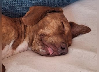 Rina - zauberhafte Hündin