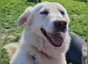 Helga - Zuckerschnute sucht Zuhause