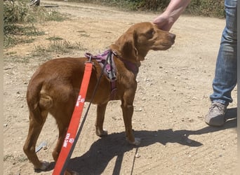 Rina - zauberhafte Hündin