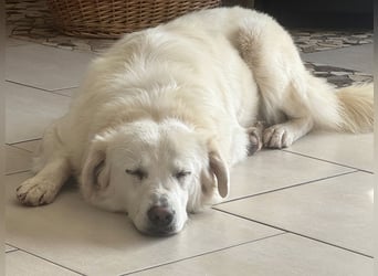 Helga - Zuckerschnute sucht Zuhause