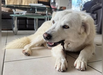 Helga - Zuckerschnute sucht Zuhause