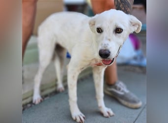 Helga - Zuckerschnute sucht Zuhause