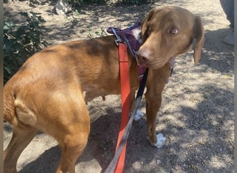 Rina - zauberhafte Hündin