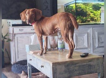 Rina - zauberhafte Hündin