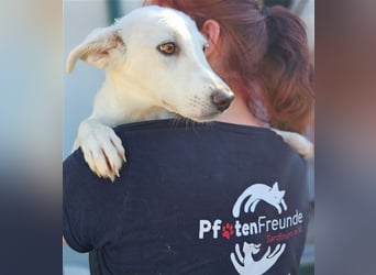 Helga - Zuckerschnute sucht Zuhause