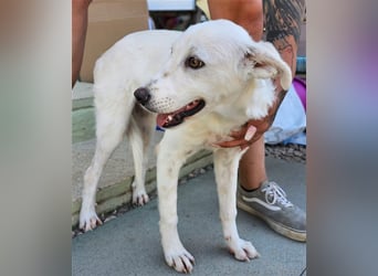 Helga - Zuckerschnute sucht Zuhause