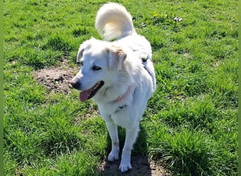 Helga - Zuckerschnute sucht Zuhause