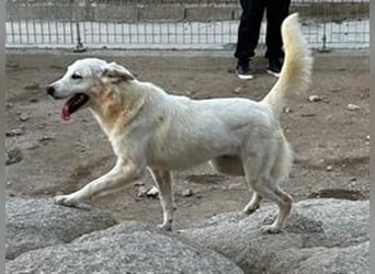 Helga - Zuckerschnute sucht Zuhause