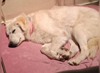 Helga - Zuckerschnute sucht Zuhause