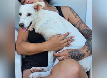 Helga - Zuckerschnute sucht Zuhause