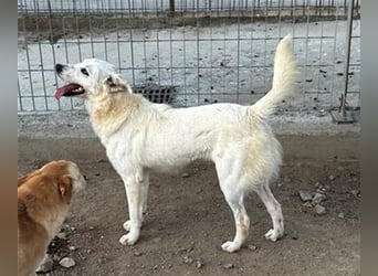 Helga - Zuckerschnute sucht Zuhause