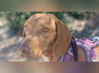 Rina - zauberhafte Hündin