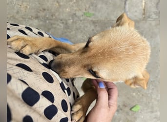 Suki - offen und lernwillig