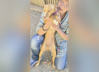 Molly - verschmust, lernwillig und freundlich