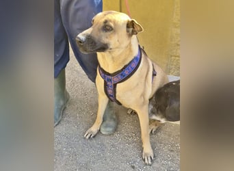 Rosie - freudlich, lernwillig und verschmust