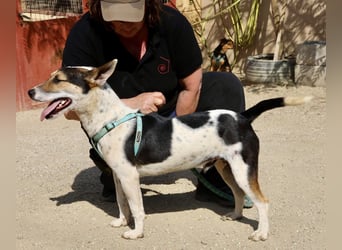 Paquito - freundlich, neugierig und verträglich