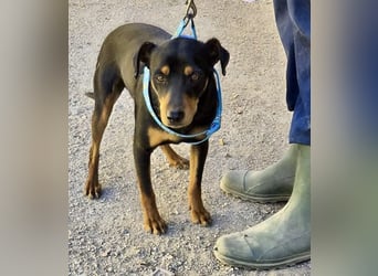 Kevin - familiengeignet, zutraulich und lernwillig