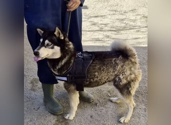 Jacki - neugierig, klug und verschmust RESERVIERT