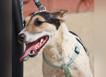 Paquito - freundlich, neugierig und verträglich