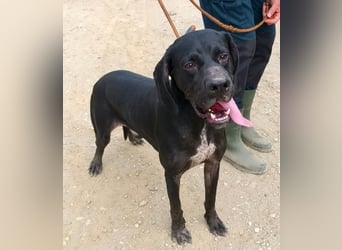 Thor - Mix Rüde - neugierig, zutraulich, aufmerksam
