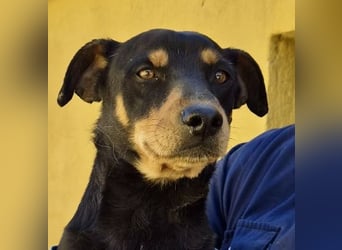 Kevin - familiengeignet, zutraulich und lernwillig